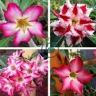 Adenium Dark Red Petals with Thin Whitish Pink Edge Flower  4 Seeds