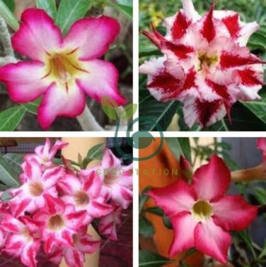 Adenium Dark Red Petals with Thin Whitish Pink Edge Flower  4 Seeds