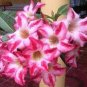 Adenium Dark Red Petals with Thin Whitish Pink Edge Flower  4 Seeds