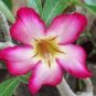 Adenium Dark Red Petals with Thin Whitish Pink Edge Flower 4 Seeds
