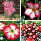 Adenium Dark Red Petals with Thin Whitish Pink Edge Flower 50 Seeds