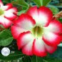 Adenium Dark Red Petals with Thin Whitish Pink Edge Flower 50 Seeds