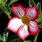 Adenium Dark Red Petals with Thin Whitish Pink Edge Flower 50 Seeds