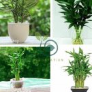 Lucky Bamboo Home Garden 100  Seeds