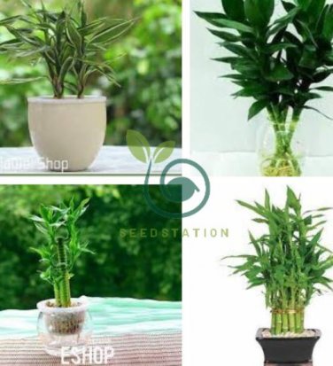 Lucky Bamboo Home Garden 100  Seeds
