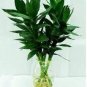Lucky Bamboo Home Garden 100 Seeds