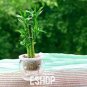 Lucky Bamboo Home Garden 100 Seeds