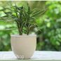 Lucky Bamboo Home Garden 100 Seeds