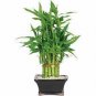 Lucky Bamboo Home Garden 100 Seeds