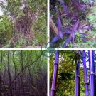 Purple Bamboo Foxtail 240 Seeds