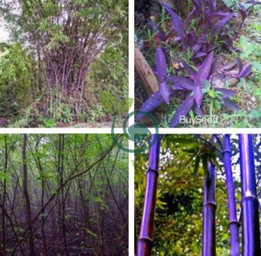 Purple Bamboo Foxtail 240 Seeds