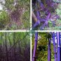 Purple Bamboo Foxtail 240 Seeds