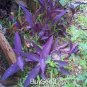 Purple Bamboo Foxtail 240 Seeds