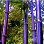 Purple Bamboo Foxtail 240 Seeds