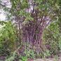 Purple Bamboo Foxtail 240 Seeds