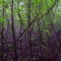 Purple Bamboo Foxtail 240 Seeds