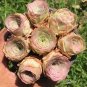 G.aurea El Hierro 20 seeds