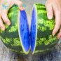 New Variety Plant Blue Watermelon Seeds Vegetable 20 Seeds