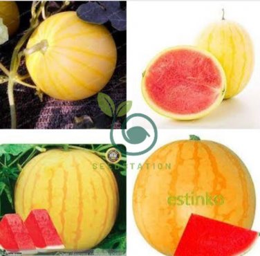 Heirloom 'Huang Pi Qiu' Yellow Skin Red Seedless Watermelon 10 Seeds