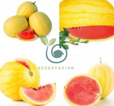 Heirloom 'Huang Pi Qiu' Yellow Skin Red Seedless Watermelon 100 Seeds