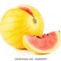 Heirloom 'Huang Pi Qiu' Yellow Skin Red Seedless Watermelon 100 Seeds