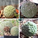 Rare PSEUDOLITHOS sphaericus Seed perennial 2 Seeds