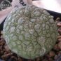 Rare PSEUDOLITHOS sphaericus Seed perennial 2 Seeds