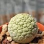 Rare PSEUDOLITHOS sphaericus Seed perennial 2 Seeds