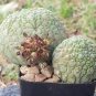 Rare PSEUDOLITHOS sphaericus Seed perennial 2 Seeds