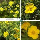 New Potentilla Fruticosa 200 Seeds