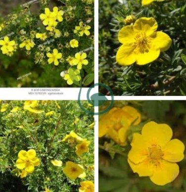 New Potentilla Fruticosa 200 Seeds