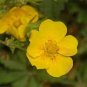 New Potentilla Fruticosa 200 Seeds