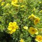 New Potentilla Fruticosa 200 Seeds