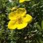 New Potentilla Fruticosa 200 Seeds