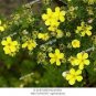 New Potentilla Fruticosa 200 Seeds