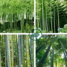 Huge Phyllostachys Pubescens Moso Bamboo 400 Seeds