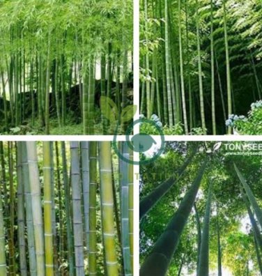 Huge Phyllostachys Pubescens Moso Bamboo 400 Seeds