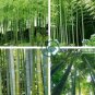 Huge Phyllostachys Pubescens Moso Bamboo 400 Seeds