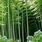 Huge Phyllostachys Pubescens Moso Bamboo 400 Seeds