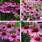 May Jay' Red Purple Coneflower Echinacea purpurea Flower 200 Seeds