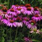 May Jay' Red Purple Coneflower Echinacea purpurea Flower 200 Seeds