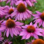 May Jay' Red Purple Coneflower Echinacea purpurea Flower 200 Seeds