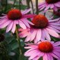 May Jay' Red Purple Coneflower Echinacea purpurea Flower 200 Seeds