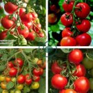 Solanum lycopersicum L. Tomato 'Shirley' F1 Hybrid 200 Seeds