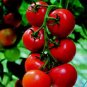 Solanum lycopersicum L. Tomato 'Shirley' F1 Hybrid 200 Seeds