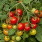 Solanum lycopersicum L. Tomato 'Shirley' F1 Hybrid 200 Seeds