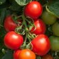 Solanum lycopersicum L. Tomato 'Shirley' F1 Hybrid 200 Seeds