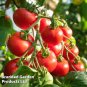 Solanum lycopersicum L. Tomato 'Shirley' F1 Hybrid 200 Seeds