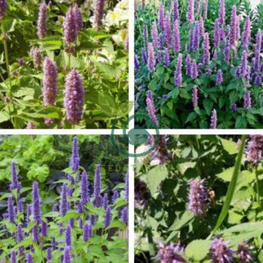 Imported Hyssop Plant Hyssop 40 Seeds