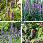 Imported Hyssop Plant Hyssop 40 Seeds